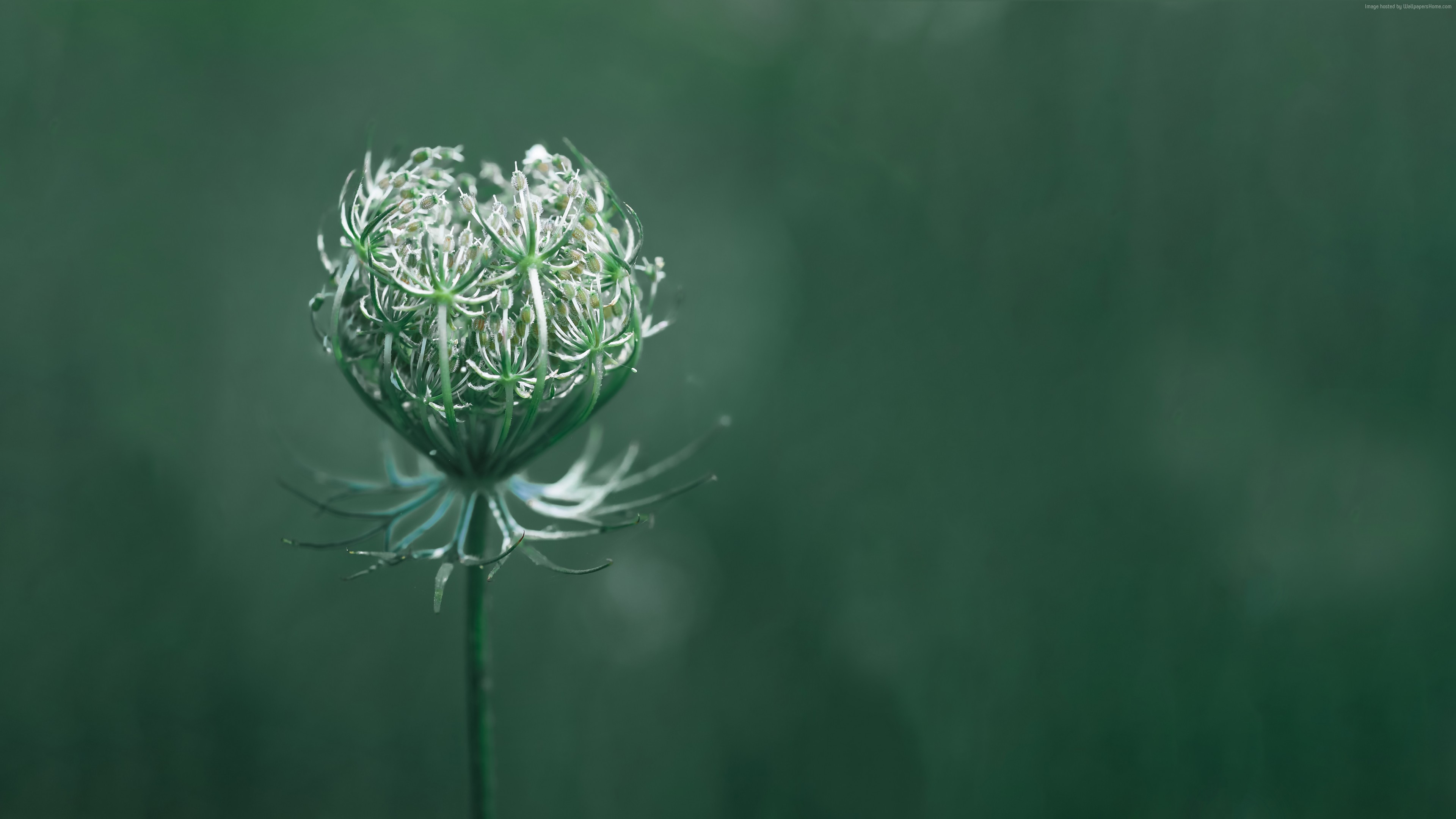 Wallpaper flower, green, macro, 10K, Nature